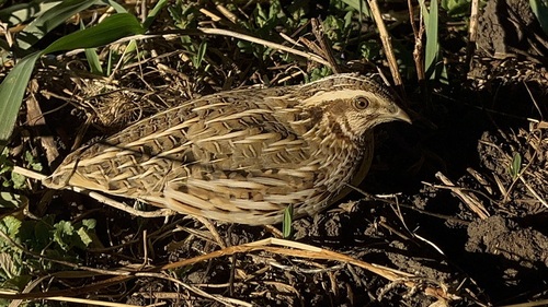 Common Quail