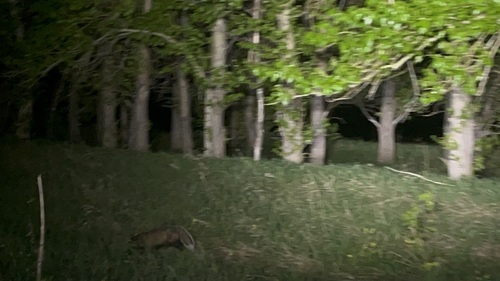 Asian Badger