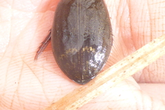 Acilius semisulcatus