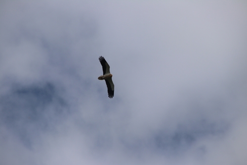 Egyptian Vulture