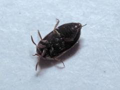 Attagenus schaefferi