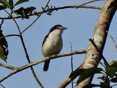 Dryoscopus senegalensis