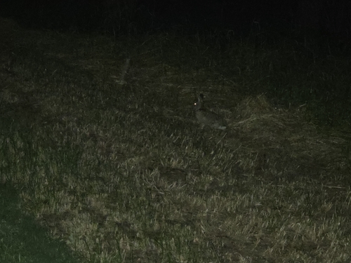 Featured image for “Eastern Cottontail”