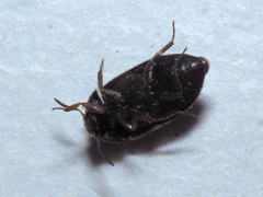 Attagenus schaefferi