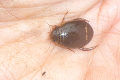 Acilius semisulcatus