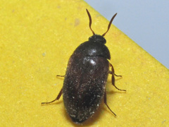 Attagenus schaefferi