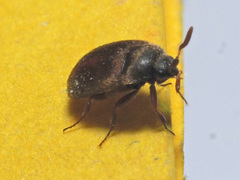 Attagenus schaefferi