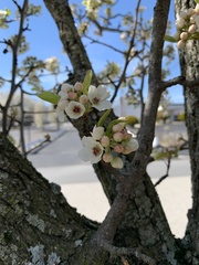 Pyrus
