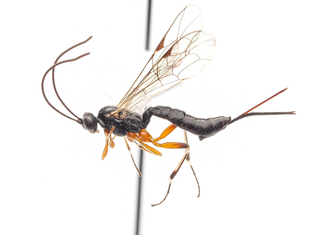 Delomerista novita