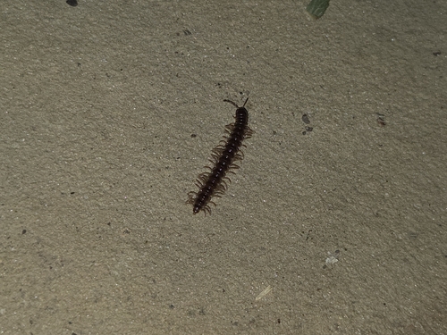Featured image for “Millipedes”