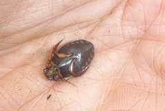 Acilius semisulcatus