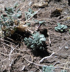 Trichocline dealbata