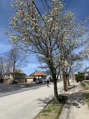 Pyrus