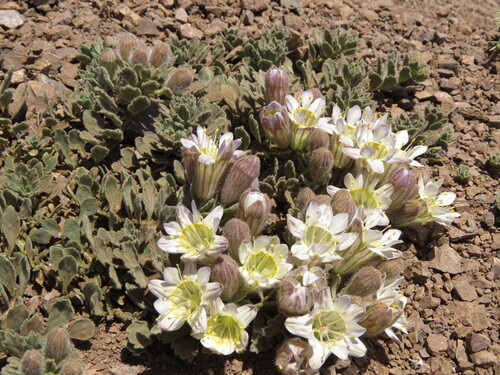 Malesherbia lirana (Malesherbia lirana)