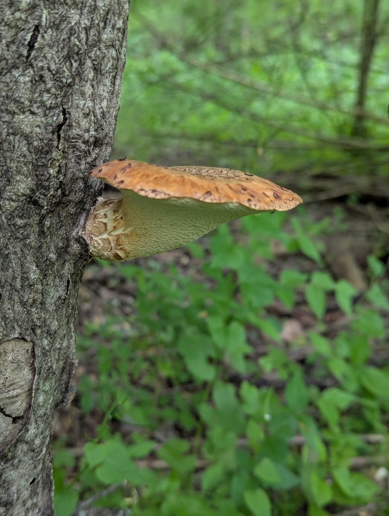 Dryad's Saddle · May 2026 · photo: Photo: (c) Crystella, some rights reserved (CC BY) · iNaturalist