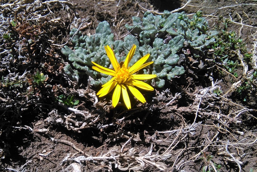 Trichocline