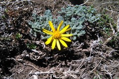 Trichocline dealbata