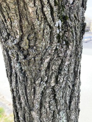 Pyrus