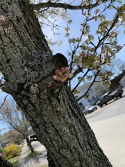 Pyrus