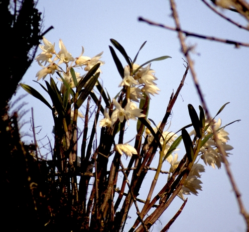 Dendrobium moniliforme (Dendrobium moniliforme)
