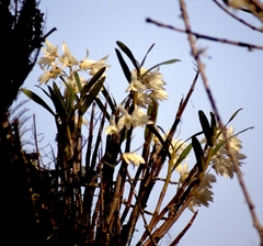 Dendrobium moniliforme