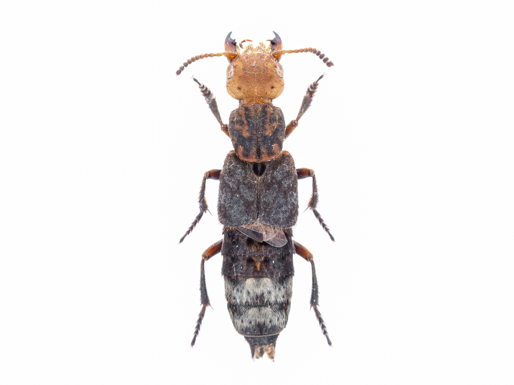 Dinothenarus capitatus