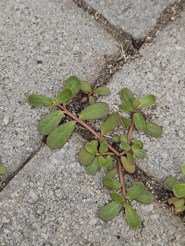 Common Purslane
