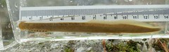 Southern Brook Lamprey photo 2