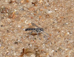Lasiopogon
