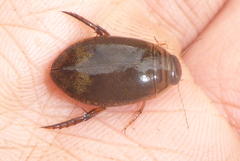 Acilius sylvanus