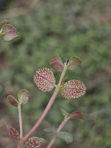 Chamaesyce Rust