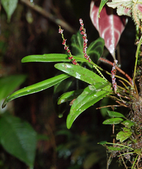 Stelis argentata