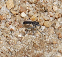 Lasiopogon