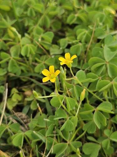 slender yellow woodsorrel