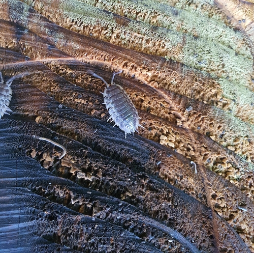 Common Shiny Woodlouse