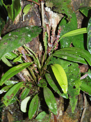 Stelis argentata