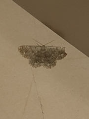 Dicrognophos sartata