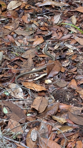 Eastern Glass Lizard observed by nerdfighter