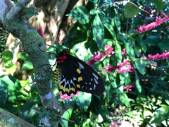 Ornithoptera