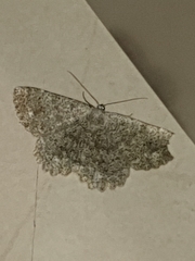 Dicrognophos sartata
