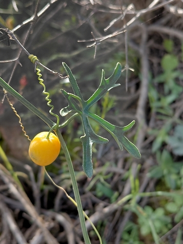 Kedrostis capensis