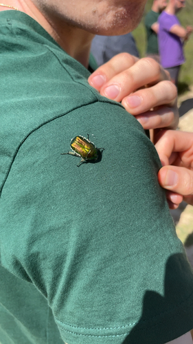 European Rose Chafer
