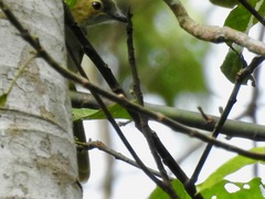 Nicator chloris