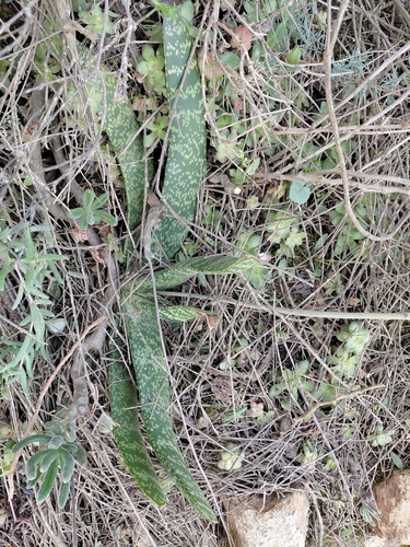 Gasteria brachyphylla