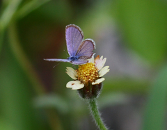Hemiargus hanno