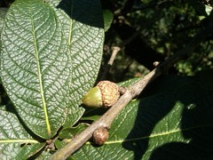 Quercus rysophylla