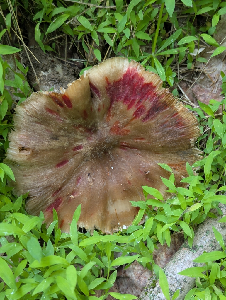 Eastern American Platterful Mushroom · May 2026 · photo: Photo: (c) Crystella, some rights reserved (CC BY) · iNaturalist