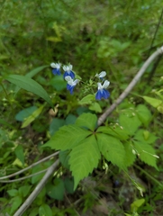 Collinsia verna, photograph (c) Crystella, some rights reserved (CC BY)