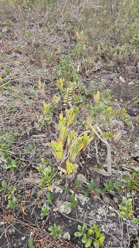 Vriesea minarum