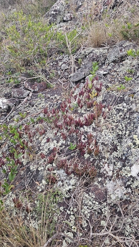 Acianthera teres